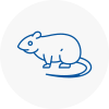Rat Control Paddington